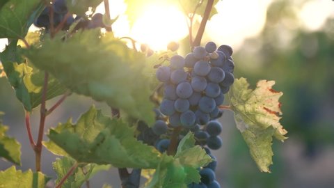 Red bunch of grapes on a vine in a vineyard, sunrise light, slow motion