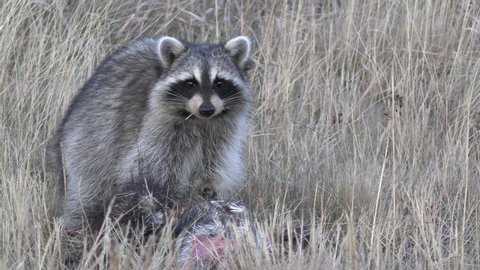 Raccoon Eating Scavenging Summer Carcass Roadkill Pulling Tearing Chewing