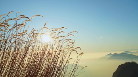 Reeds and sunlight on Monte Resegone in Lecco, Italy