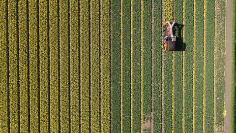 Overhead aerial view of farmer using tractor to harvest tulip flowers in the Netherlands, the bulbs of which are usually exported to other countries
