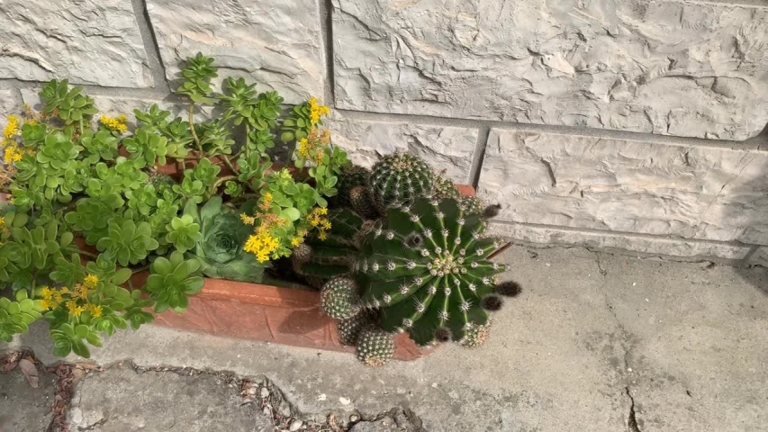 Fat plant in a garden. View from above. 
