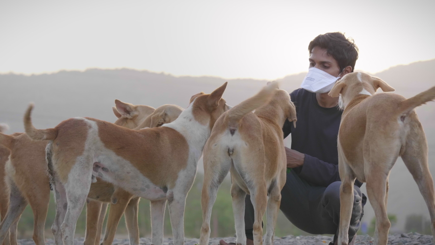 A young man/ male/ guy wearing protective face mask feeding a group of stray/ homeless dogs during national lockdown amid coronavirus/ COVID19 pandemic/ epidemic, Navi Mumbai, India (May 2020) | Shutterstock HD Video #1052409883