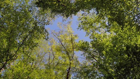Clear blue sky through the green crowns of trees. Abstract natural landscape. Summer forest.