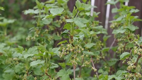Blackcurrant branch with young green leaves and inflorescences in early spring in the garden, closeup. Useful fruit shrub for kitchen garden.