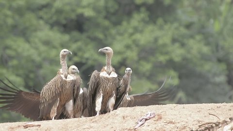 Himalayan griffon vulture in evacuation season