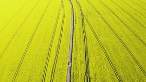 Aerial top view video flying over ground road in yellow fields with blooming rapeseed plants on sunny spring or summer day. UHD 4K drone footage