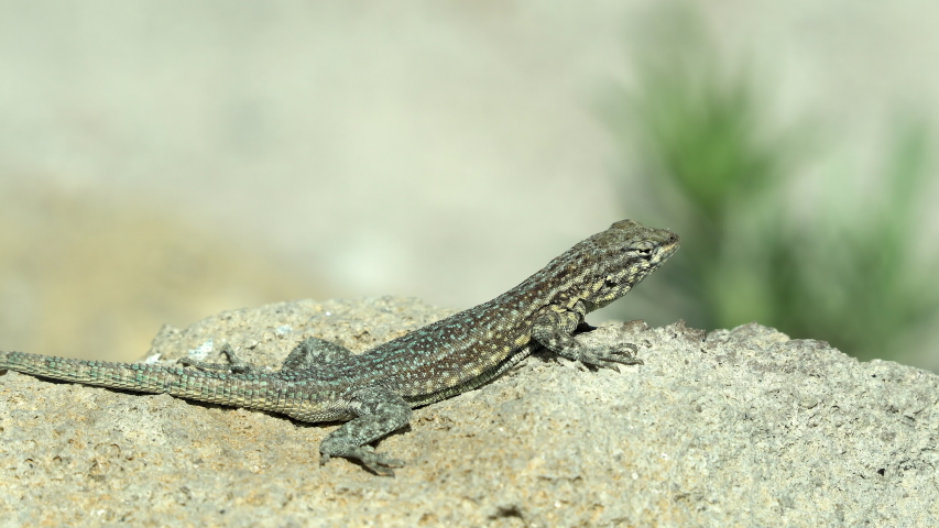 Side-blotched Lizard basking in the sun in the Utah West Desert at Topaz Mountain.
