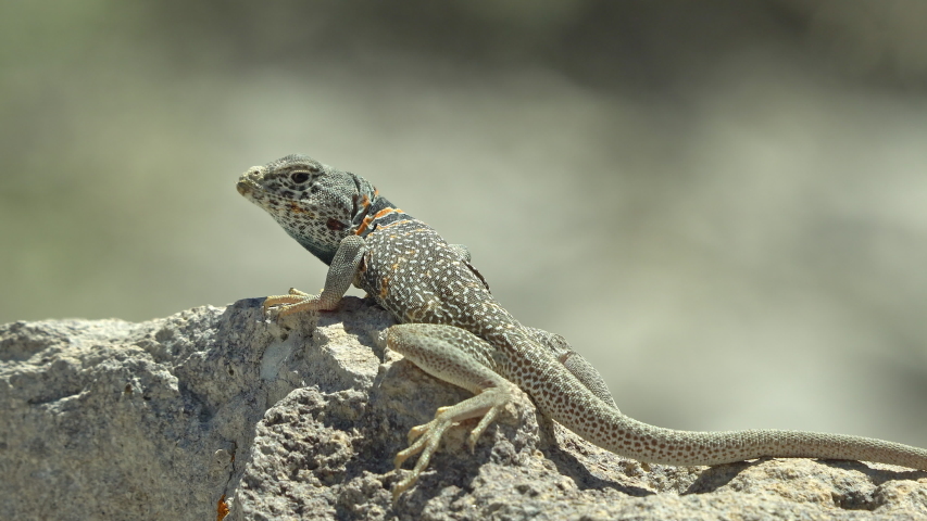 Great Basin Collared Lizard basking in the sun in the Utah West Desert at Topaz Mountain. | Shutterstock HD Video #1052433046