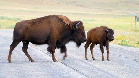 Female mother bison with her calf herd crossing the road on Antelope Island State Park near Great Salt Lake City in Utah, USA