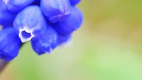 Blue flowers flutter in the wind. Muscari close - up in the corner of the frame. Macro video shooting. Space for text.4K. HD