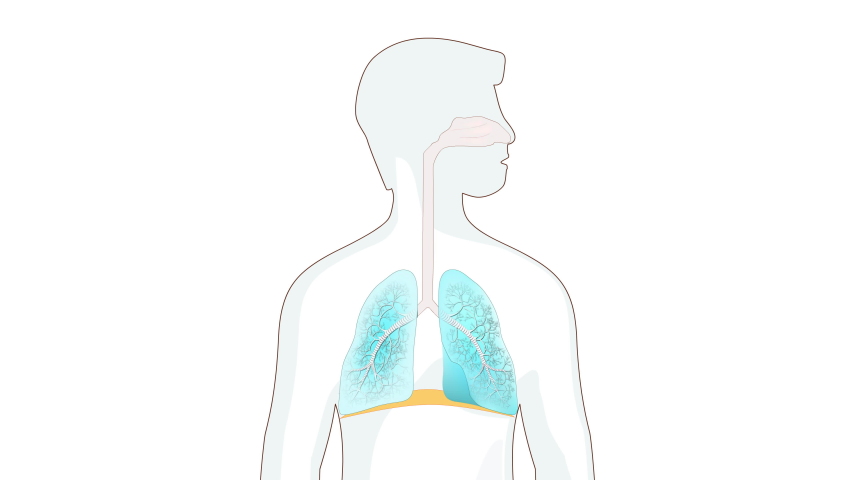Breathing in and out. diaphragm functions in breathing. Breath and Exhalation. gaseous exchange in human lungs. enlarging the cavity creates suction that draws air into the lungs. Royalty-Free Stock Footage #1052437741