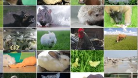 Variety of animal images as a large wall of images, a documentary channel on nature