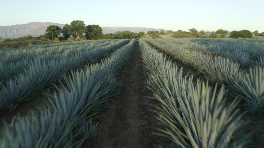 Aerial shot of green plants on field by town against sky, drone ascending forward over Agave tequilana at farm Royalty-Free Stock Footage #1052444038