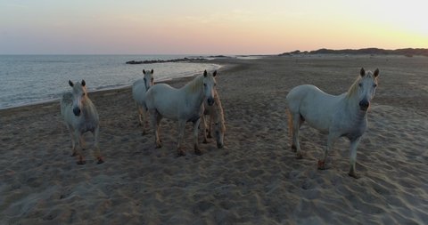 Aerial: Drone panning over white horses on sand against orange sky during sunset - Camargue, France