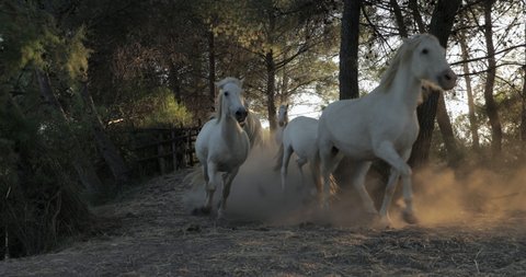 Panning shot of white horses strolling on dirt road amidst dust - Camargue, France