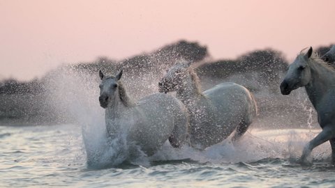Slow motion shot of white horses running while splashing water in sea against sky during sunset - Camargue, France