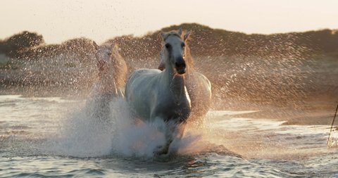 Slow motion shot of white horses running while splashing water on shore at beach during sunset - Camargue, France