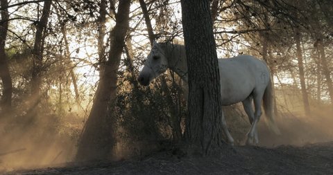 Slow motion panning shot of white horse on dirt road against trees - Camargue, France
