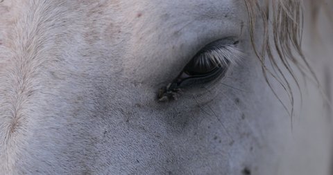 Close-up of white horse eye with houseflies at sunset - Camargue, France