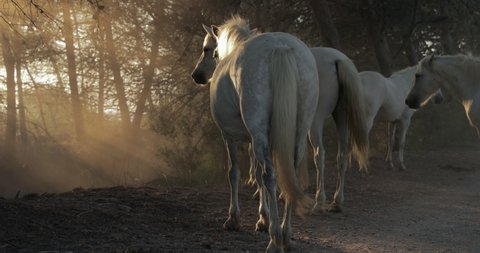 Slow motion lockdown shot of white horses on dirt road against trees - Camargue, France