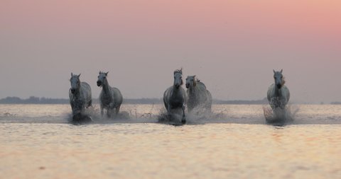 Slow motion shot of horses splashing while running in river against sky - Camargue, France