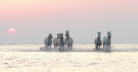 Slow motion shot of white horses splashing while strolling in river - Camargue, France