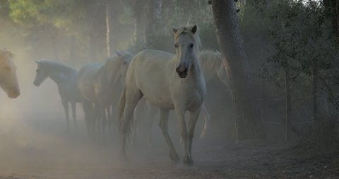Slow motion panning shot of white horses strolling on dirt road amidst dust - Camargue, France