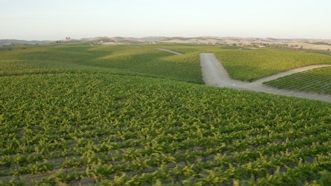Aerial panning shot of green plants growing on field against sky, drone flying over vineyard at sunset - Paso Robles, California