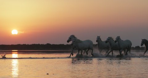 Panning shot of white horses running while splashing in sea against orange sky during sunset - Camargue, France