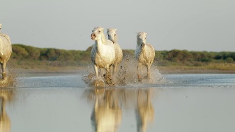 Slow motion panning shot of dirty wet white horses strolling in water against sky - Camargue, France