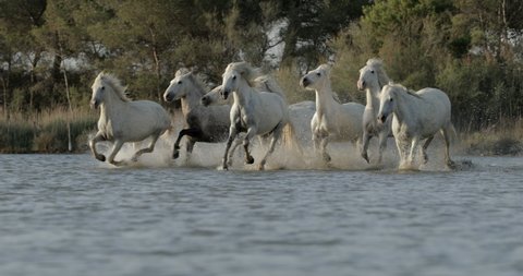 White horses splashing water while running in sea against sky on sunny day - Camargue, France