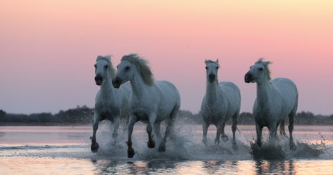 Slow motion panning shot of dirty horses running at beach against orange sky during sunset - Camargue, France