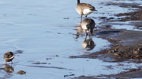 
Canada goose migrating in spring