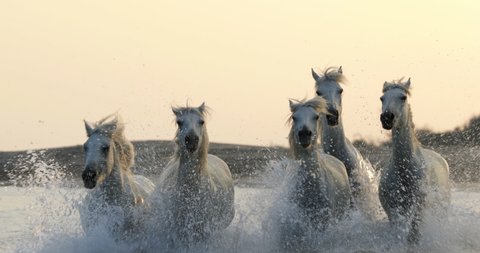 Slow motion shot of white horses running while splashing water in sea during sunset - Camargue, France