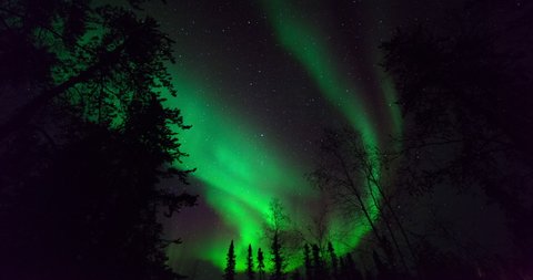 Time lapse shot of silhouette trees against stars and green polar lights in dark at night - Northwest Territories, Canada