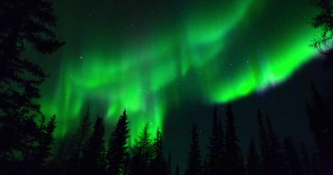 Lockdown time lapse shot of silhouette trees against green northern lights in dark at night - Northwest Territories, Canada