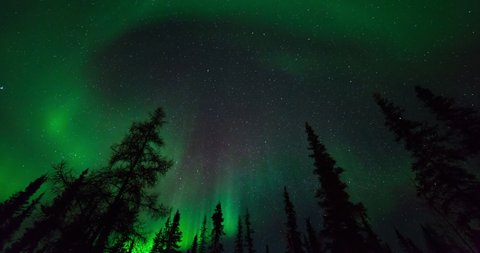 Lockdown time lapse shot of beautiful polar lights over silhouette trees in dark at night - Northwest Territories, Canada