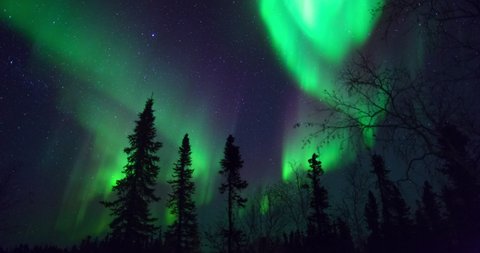 Lockdown time lapse shot of silhouette trees against green polar lights in dark at night - Northwest Territories, Canada