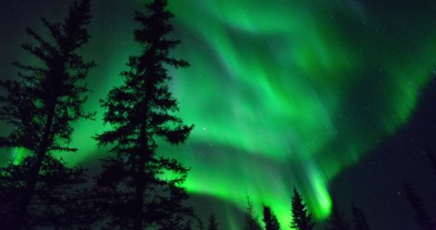 Lockdown time lapse shot of silhouette trees against stars and green lights in dark at night - Northwest Territories, Canada
