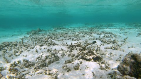 UNDERWATER, POV: Diving along the bleak ocean floor in the Maldives full of bleached corals. Once vibrant coral reef is destroyed due to climate change. Few lonely fish wander around coral remains