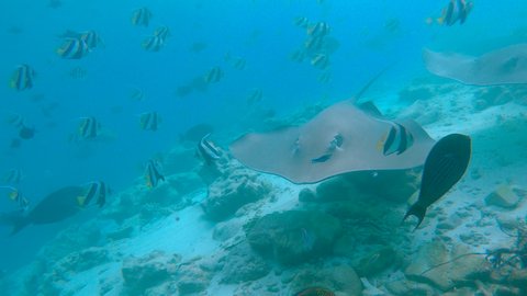 POV UNDERWATER: Majestic grey stingrays and colorful tropical fish swim around the coral reef as you explore the scenic blue ocean. Picturesque first person view of vibrant marine life in the Maldives
