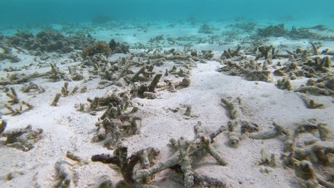 UNDERWATER: Bleached corals are scattered around the white sand ocean floor. Sad view of a coral reef graveyard caused by climate change. Global warming destroys corals in the picturesque Maldives.