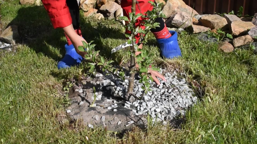 Gardening. Garden decoration with natural stones. A woman works in the garden. Fruit tree care.
