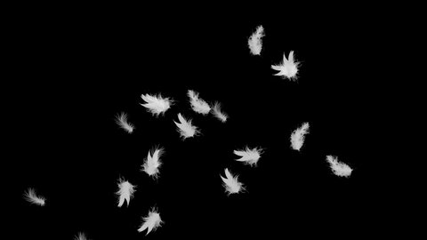 white feathers flying on a blurred background. explosion of feathers.animation of white wings flying over the fall on a black background
