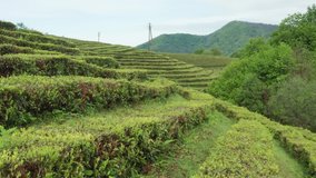 Tea plantation. Green bushes. Aerial video. Green tea. Farm. 