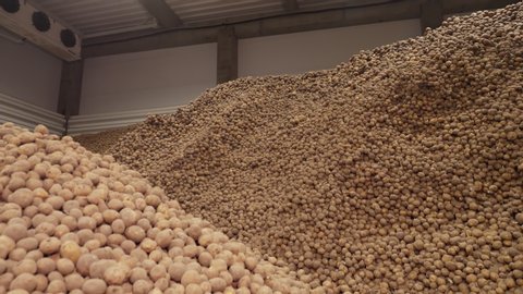 Potatoes storage in warehouse . potato raw materials for food industry. potato harvest. potato mountains, potato background.