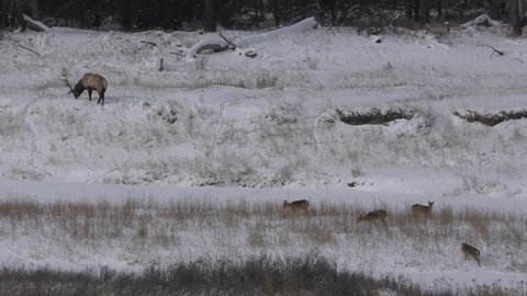 Elk Bull Male Eating and Grazing in Winter Snow and White-tailed Deer in North Dakota