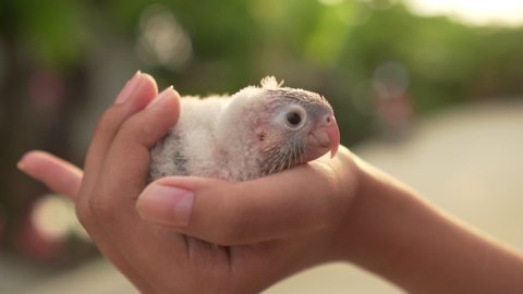 Close up of a new born baby green cheek cinnamon conure on teen girl hand, slow motion.