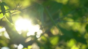 Beautiful natural green sunshine bokeh 4k video background. Blurry footage of fresh summer or spring foliage of trees in backlight of sunset cozy shining sun with sunflares and sunbeams.