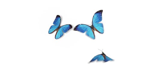 Beautiful Blue Colored Butterflies Morpho Menelaus Fly into the Screen, Sit Down and Fly Away. White Green Backgrounds Close-up. Loop-able 3d Animation with Alpha Channel. 4k Ultra HD 3840x2160.